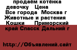 продаём котёнка девочку › Цена ­ 6 500 - Все города, Москва г. Животные и растения » Кошки   . Приморский край,Спасск-Дальний г.